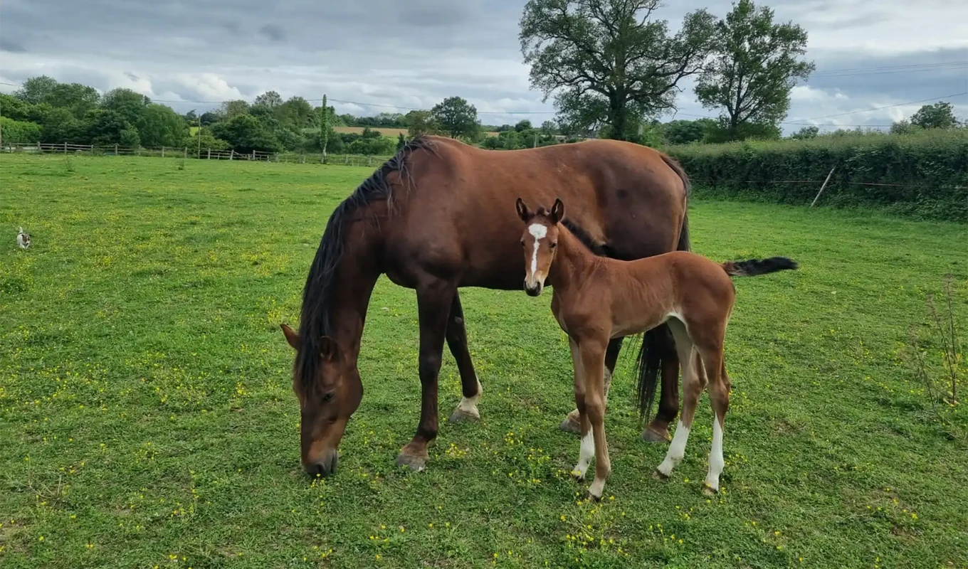 chevaux reproducteurs