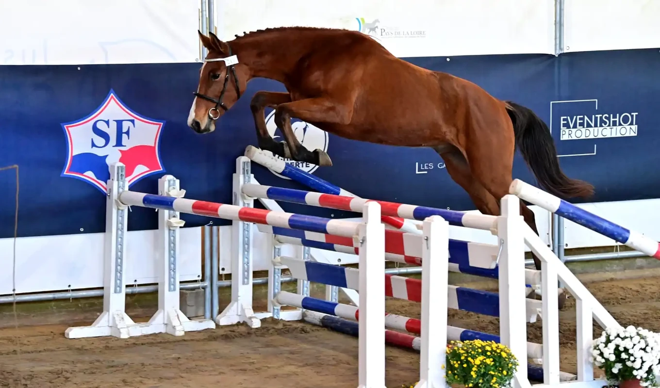 chevaux reproducteurs