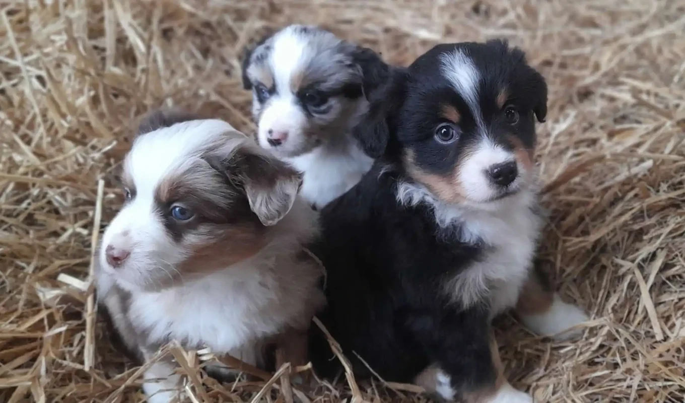 chiens-reproducteurs