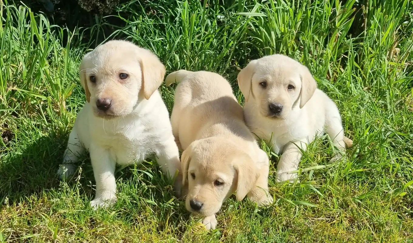 chiens-reproducteurs