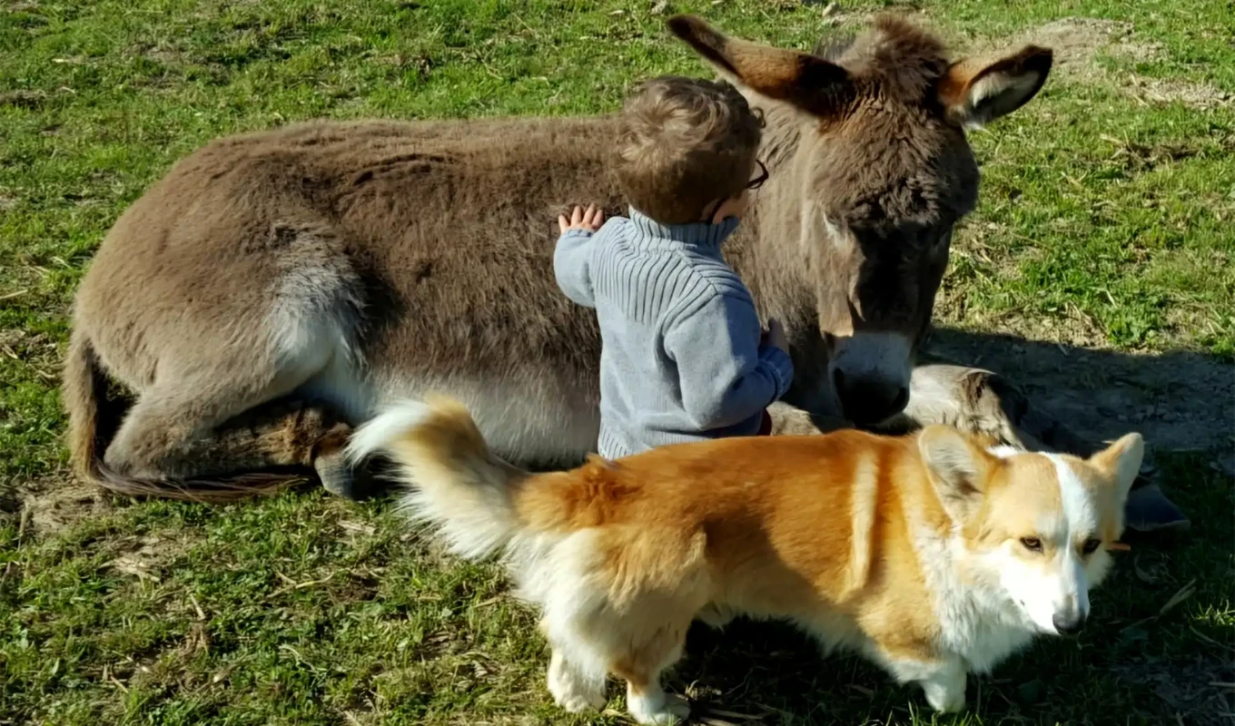 chiens-reproducteurs